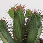 Euphorbia Enopla يوفوربيا إينوبلا