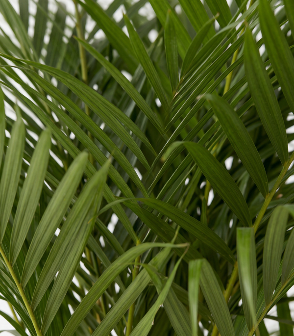 Areca Dypsis Lutescens
