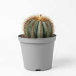 Ferocactus glaucescens  5 cm pots -9 cms height