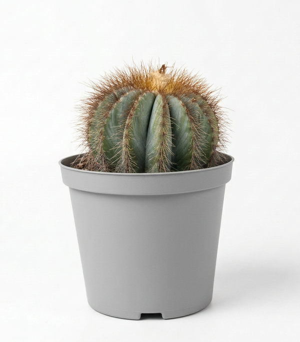 Ferocactus glaucescens  5 cm pots -9 cms height