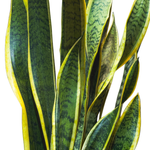 Sansevieria Yellow