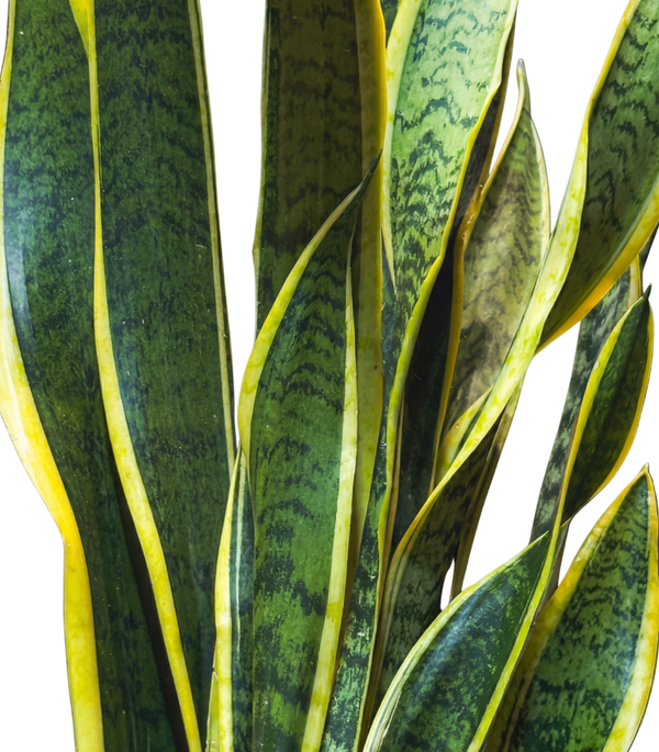 Sansevieria Yellow