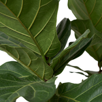 Ficus Lyrata Multi Head  40CM pot  - 180Cm height