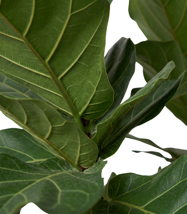 Ficus Lyrata Multi Head  40CM pot  - 180Cm height