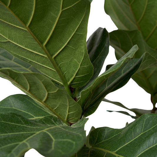 Ficus Lyrata Multi Head  40CM pot  - 180Cm height