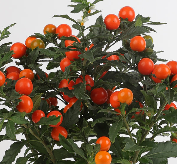 Solanum Pseudocapsicum Bartoli  سولانوم كابسيسكوم  بارتولي