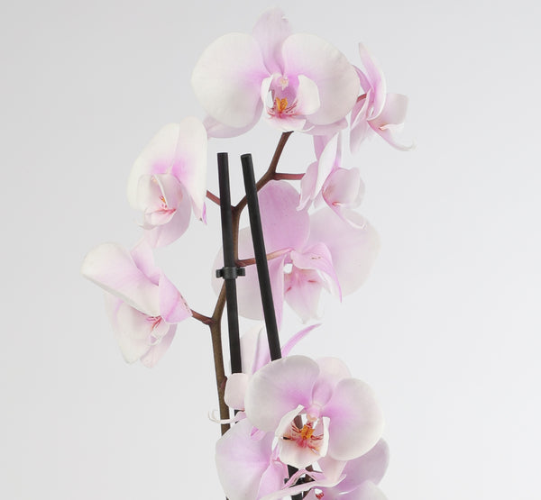 Phalaenopsis Mixed فالاينوبسيس ميكست