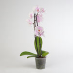 Phalaenopsis Mixed فالاينوبسيس ميكست