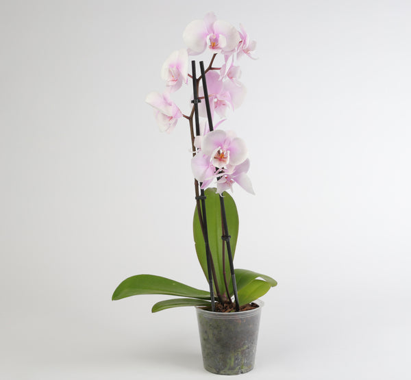 Phalaenopsis Mixed فالاينوبسيس ميكست