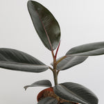 Ficus Elastica Robusta فيكوس إيلاستيكا روبوستا