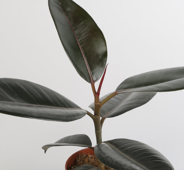 Ficus Elastica Robusta فيكوس إيلاستيكا روبوستا