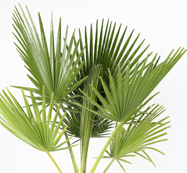 Washingtonia واشنطونيا