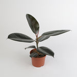 Ficus Elastica Robusta فيكوس إيلاستيكا روبوستا