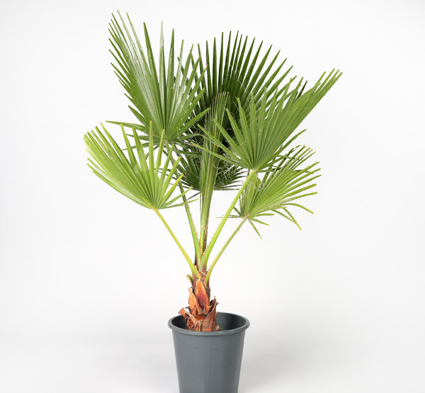 Washingtonia واشنطونيا