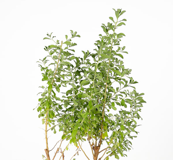 Leucophyllum ليكوفيليوم