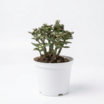 Crassula Ovata