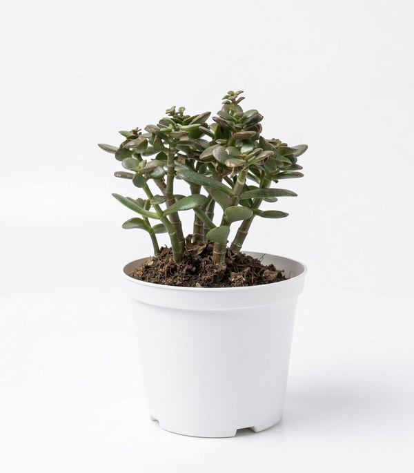 Crassula Ovata
