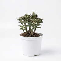 Crassula Ovata