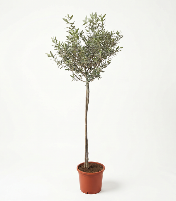 OLEA EUROPIA 10L/ 8-10CM GIRTH