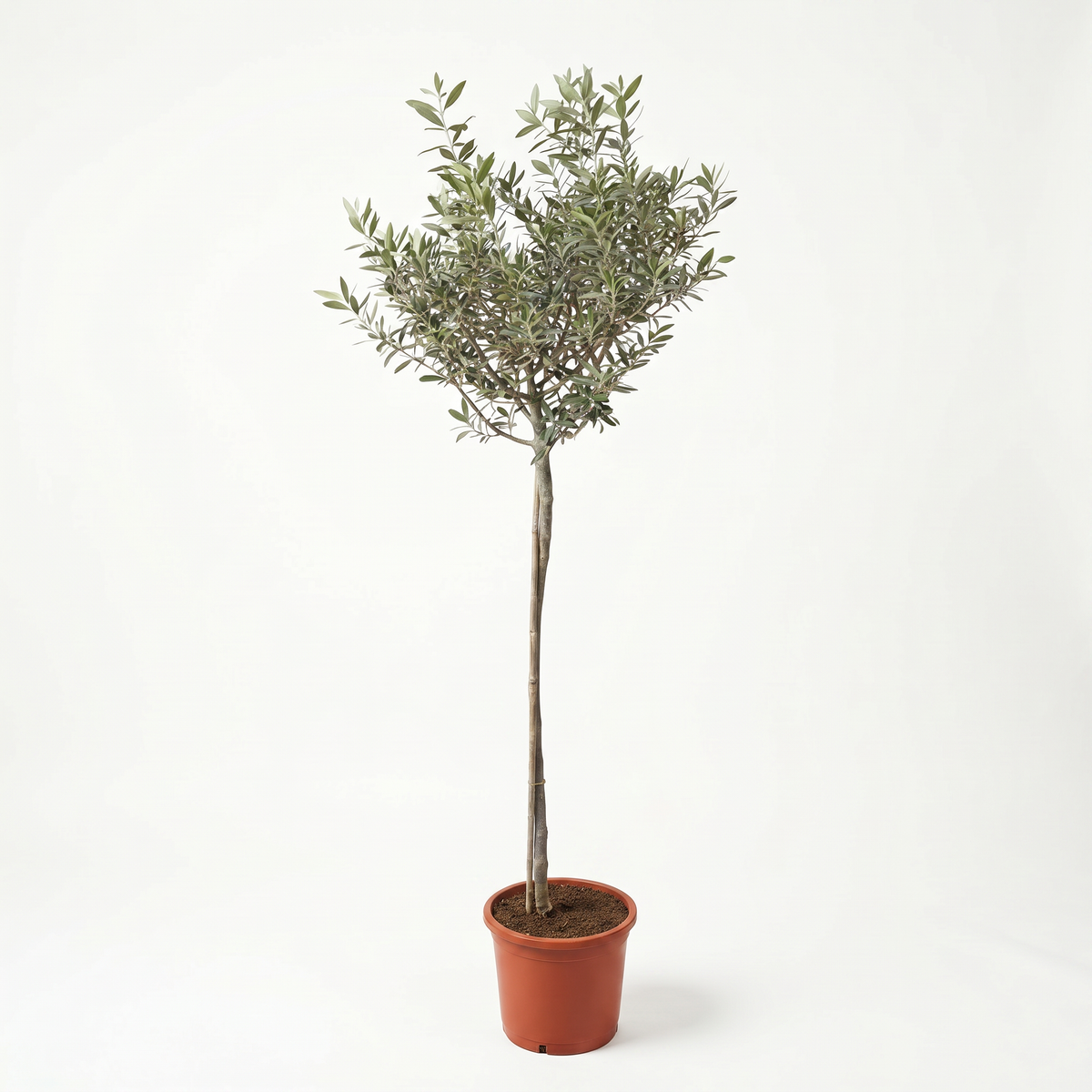 OLEA EUROPIA 10L/ 8-10CM GIRTH