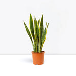 Sansevieria trifasciata  صبار جلد النمر