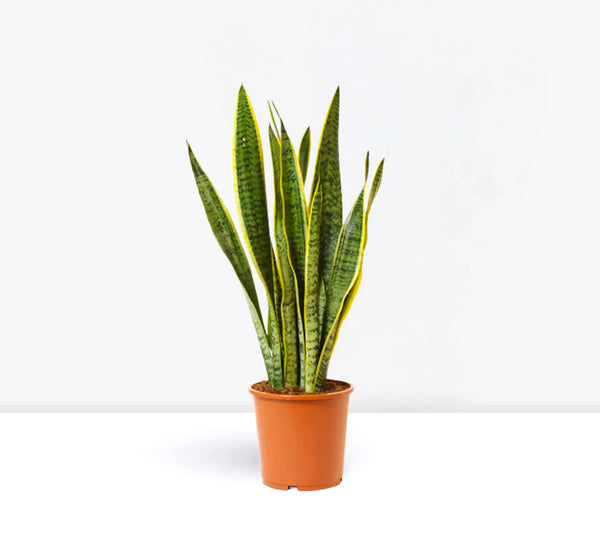 Sansevieria trifasciata  صبار جلد النمر