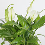 Spathiphyllum Mozart سباثيفيلوم موزارت