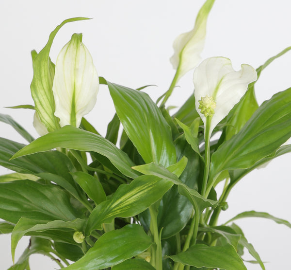 Spathiphyllum Mozart سباثيفيلوم موزارت