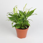 Spathiphyllum Mozart سباثيفيلوم موزارت