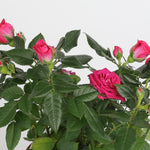 Rosa روزَا