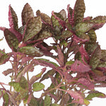 Alternanthera jumbo النتيرا جامبو