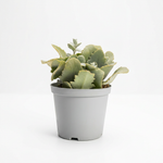 Kalanchoe beharensis
