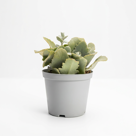Kalanchoe beharensis