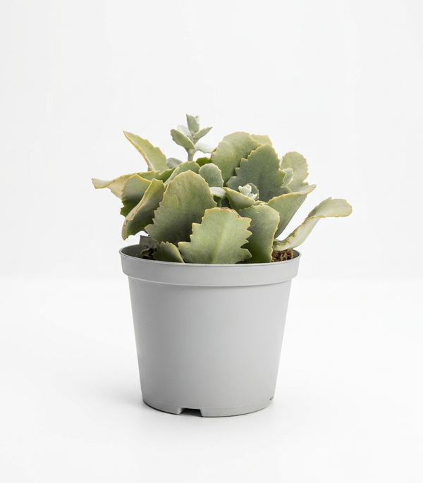 Kalanchoe beharensis