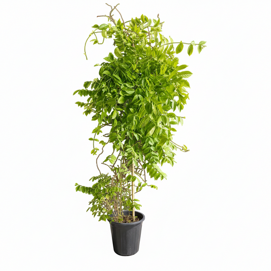 Quisqualis Indica