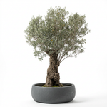OLEA EUROPIA 500-L / 120-150CM TRUNK