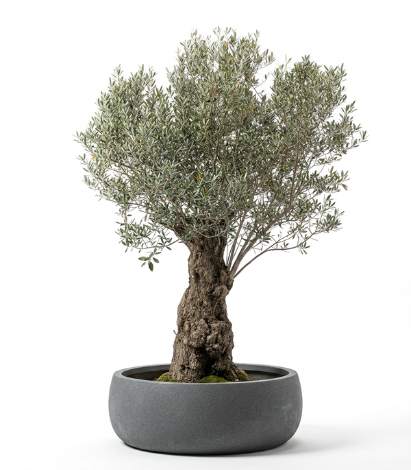OLEA EUROPIA 500-L / 120-150CM TRUNK