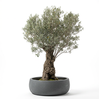 OLEA EUROPIA 500-L / 120-150CM TRUNK