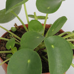 Pilea Peperomoides بيليا بيبيرومويدس