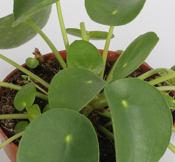 Pilea Peperomoides بيليا بيبيرومويدس