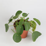 Pilea Peperomoides بيليا بيبيرومويدس