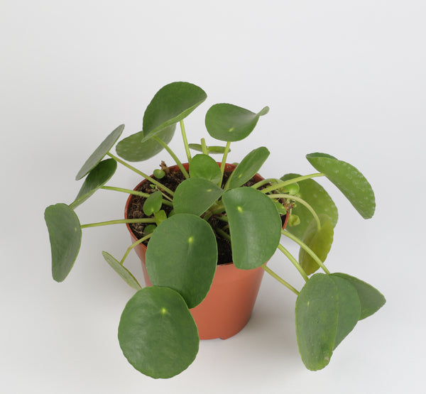 Pilea Peperomoides بيليا بيبيرومويدس