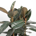 Ficus Elastica Abidjan فيكوس إيلاستيكا أبيدجان