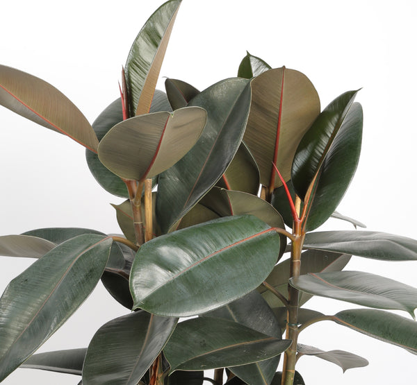 Ficus Elastica Abidjan فيكوس إيلاستيكا أبيدجان