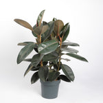 Ficus Elastica Abidjan فيكوس إيلاستيكا أبيدجان