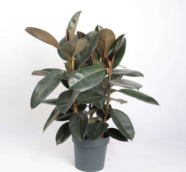 Ficus Elastica Abidjan فيكوس إيلاستيكا أبيدجان