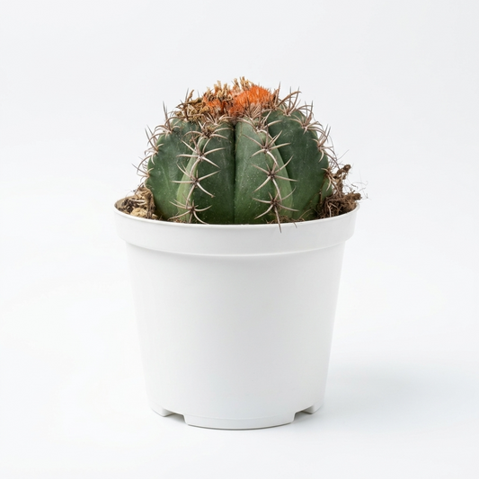 Melocactus Matanzanus - Pavijardim  5 cm pots -9 cms height