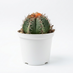 Melocactus Matanzanus - Pavijardim  5 cm pots -9 cms height