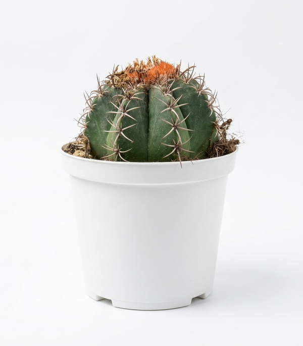 Melocactus Matanzanus - Pavijardim  5 cm pots -9 cms height
