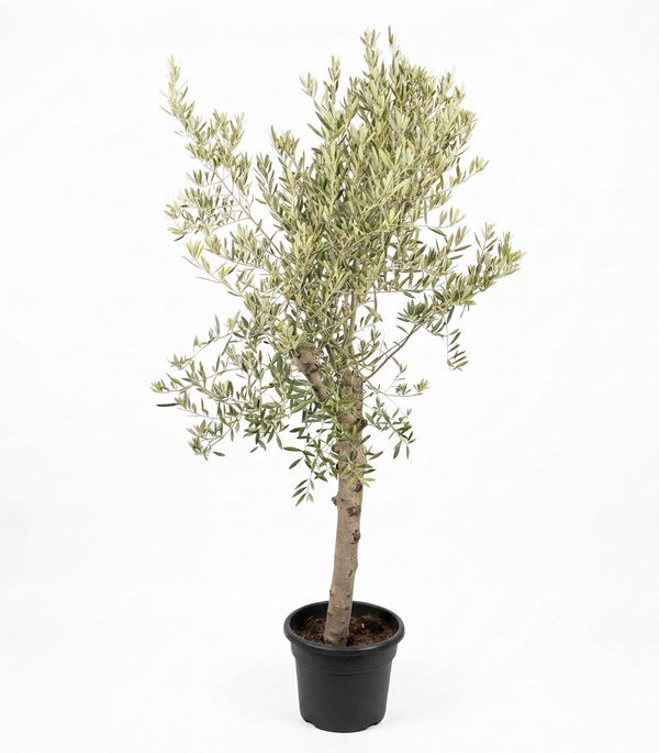 OLEA EUROPIA 150L / 50-60CM